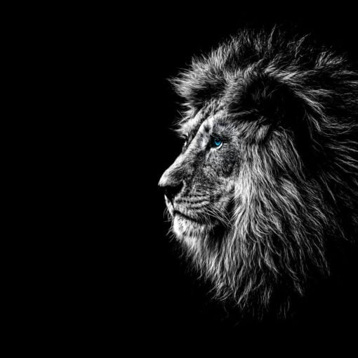 Dark Majesty - Image 5