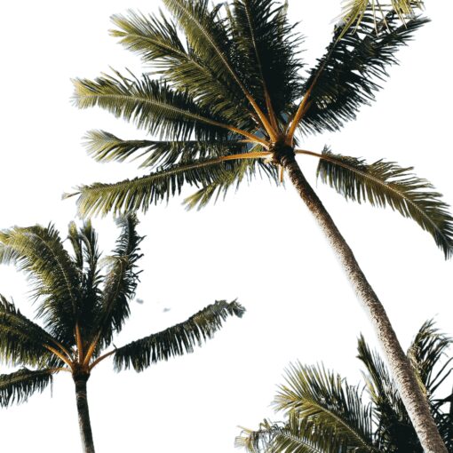 Quiet Palm - Image 4