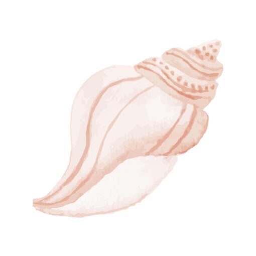 Shell Curve - Image 5